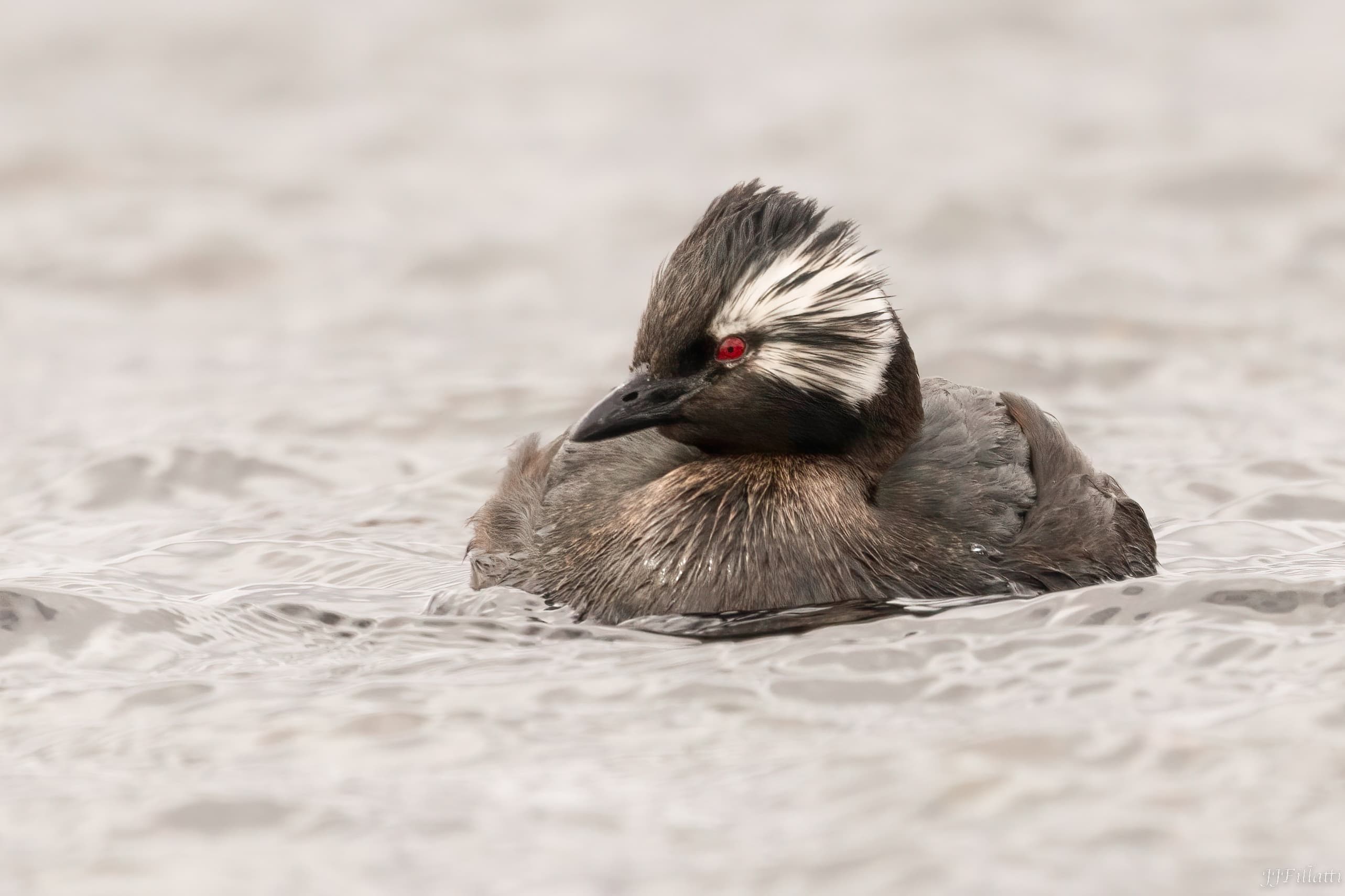 bird of the falklands image 78